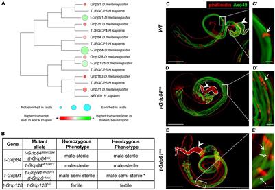 Microtubule Organizing Centers Contain Testis-Specific γ-TuRC Proteins in Spermatids of Drosophila